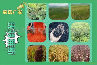 啤酒酵母粉 廠家直銷的高品質選擇